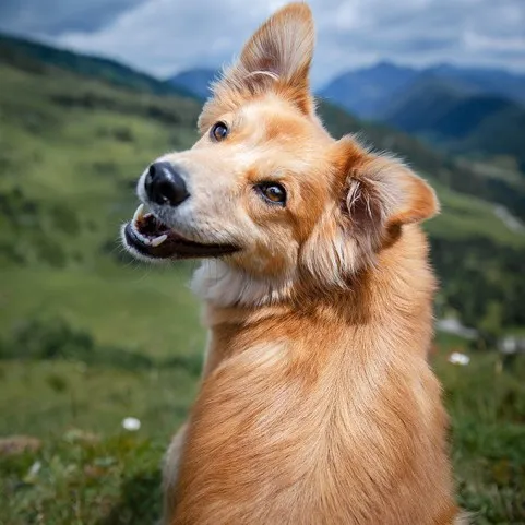RASTREADORES DE CÃES
