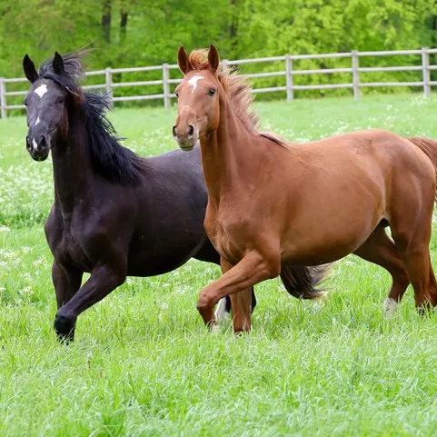 RASTREADORES DE CAVALOS